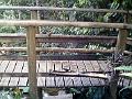 17a - Parc des Mamelles - Zoo 025